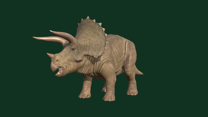 Triceratop 3D Model