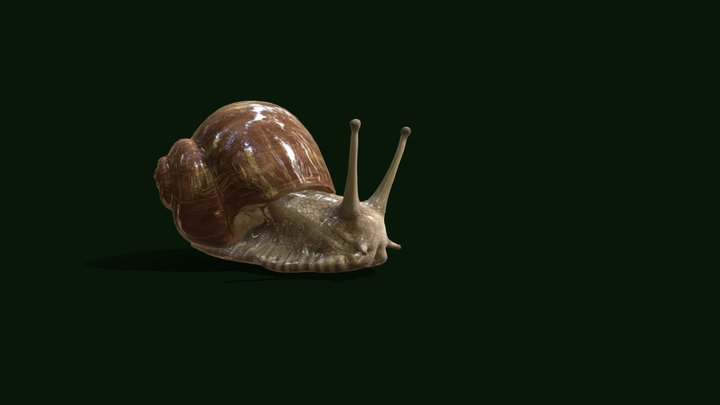 Basical_snail 3D Model