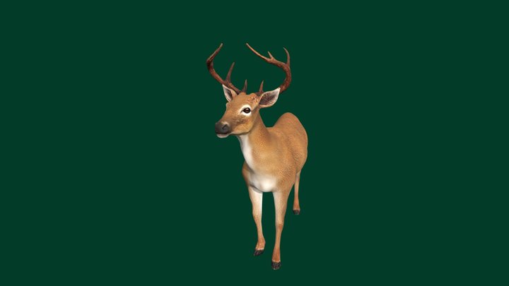 Deer Idle 3D Model